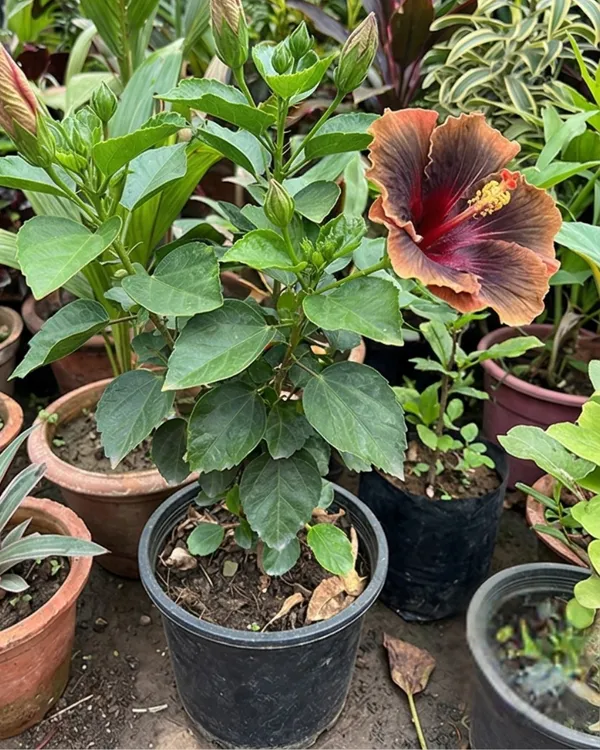 Hibiscus_Dark_Cosmos_|_Grafted_Exotic_Dark_Hibiscus_|_Flowering_Plant_|_Healthy_Live_Plant_Guaranteed