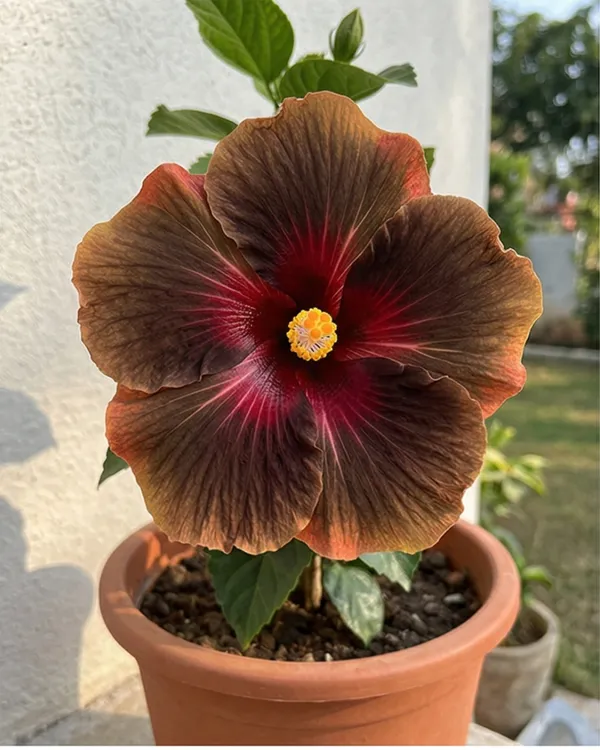 Hibiscus_Dark_Cosmos_|_Grafted_Exotic_Dark_Hibiscus_|_Flowering_Plant_|_Healthy_Live_Plant_Guaranteed