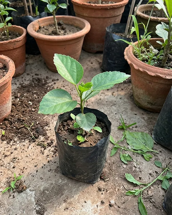 Hibiscus_Dark_Cosmos_|_Grafted_Exotic_Dark_Hibiscus_|_Flowering_Plant_|_Healthy_Live_Plant_Guaranteed