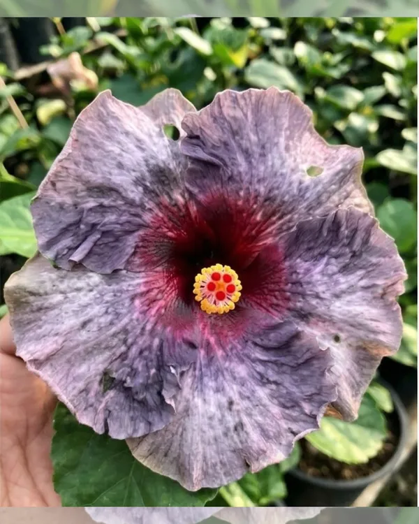 Hibiscus_Drama_Queen_|_Grafted_Exotic_Double_Hibiscus_|_Flowering_Plant_|_Healthy_Live_Plant_Guaranteed