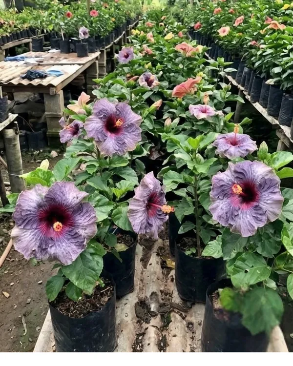 Hibiscus_Drama_Queen_|_Grafted_Exotic_Double_Hibiscus_|_Flowering_Plant_|_Healthy_Live_Plant_Guaranteed
