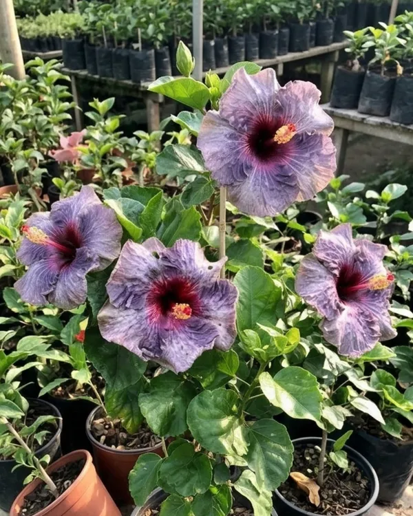 Hibiscus_Drama_Queen_|_Grafted_Exotic_Double_Hibiscus_|_Flowering_Plant_|_Healthy_Live_Plant_Guaranteed