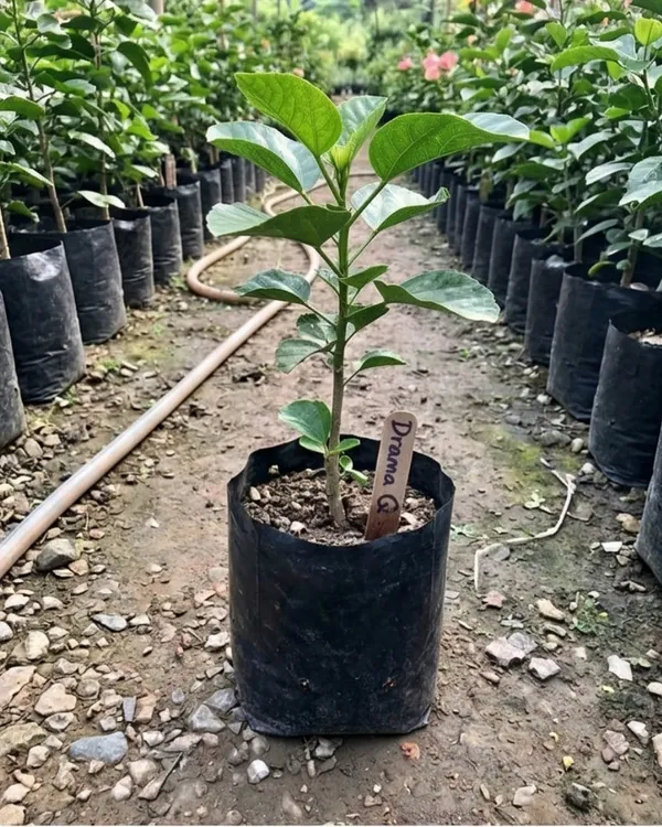 Hibiscus_Drama_Queen_|_Grafted_Exotic_Double_Hibiscus_|_Flowering_Plant_|_Healthy_Live_Plant_Guaranteed