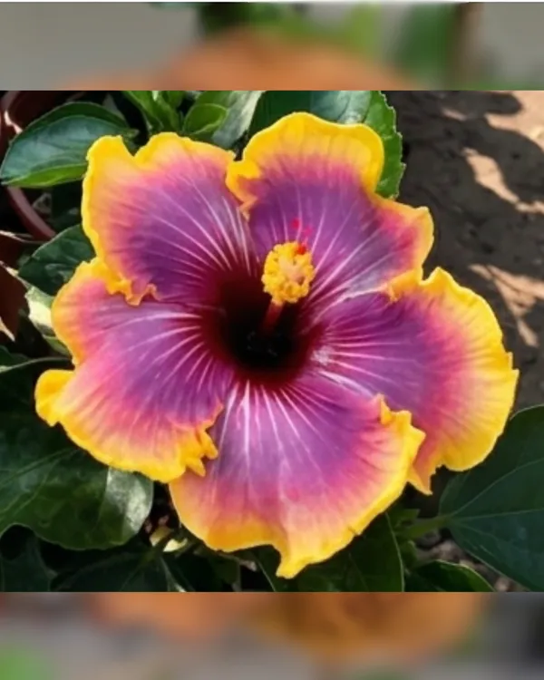 Hibiscus_Fangliao_Suzaku_|_Grafted_Exotic_Hibiscus_Plant_|_Vibrant_Flowering_Plant_|_Healthy_Live_Plant_Guaranteed
