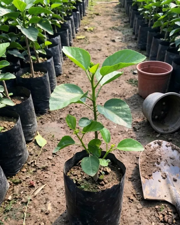 Hibiscus_Fangliao_Suzaku_|_Grafted_Exotic_Hibiscus_Plant_|_Vibrant_Flowering_Plant_|_Healthy_Live_Plant_Guaranteed