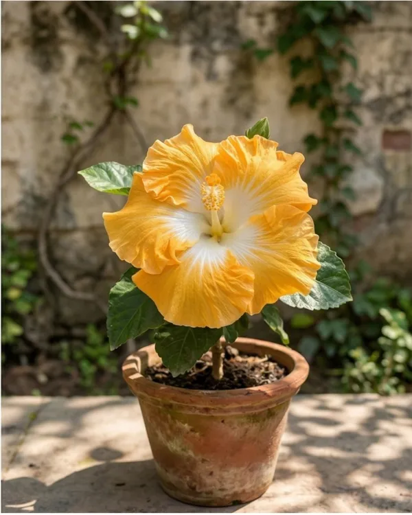 Harvest_Moon_Hibiscus_|_Grafted_Yellow_Hibiscus_Plant_|_Bright_Flowering_Plant_|_Healthy_Live_Plant_Guaranteed