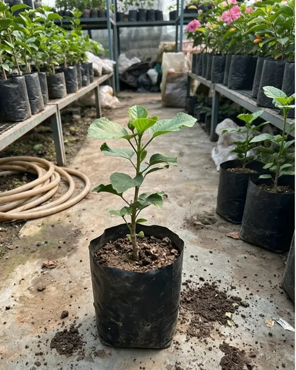 Harvest_Moon_Hibiscus_|_Grafted_Yellow_Hibiscus_Plant_|_Bright_Flowering_Plant_|_Healthy_Live_Plant_Guaranteed