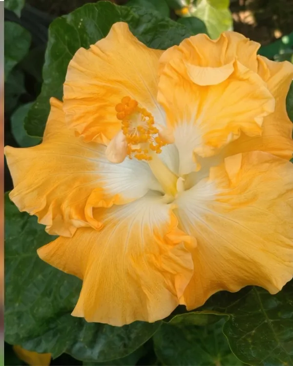 Harvest_Moon_Hibiscus_|_Grafted_Yellow_Hibiscus_Plant_|_Bright_Flowering_Plant_|_Healthy_Live_Plant_Guaranteed