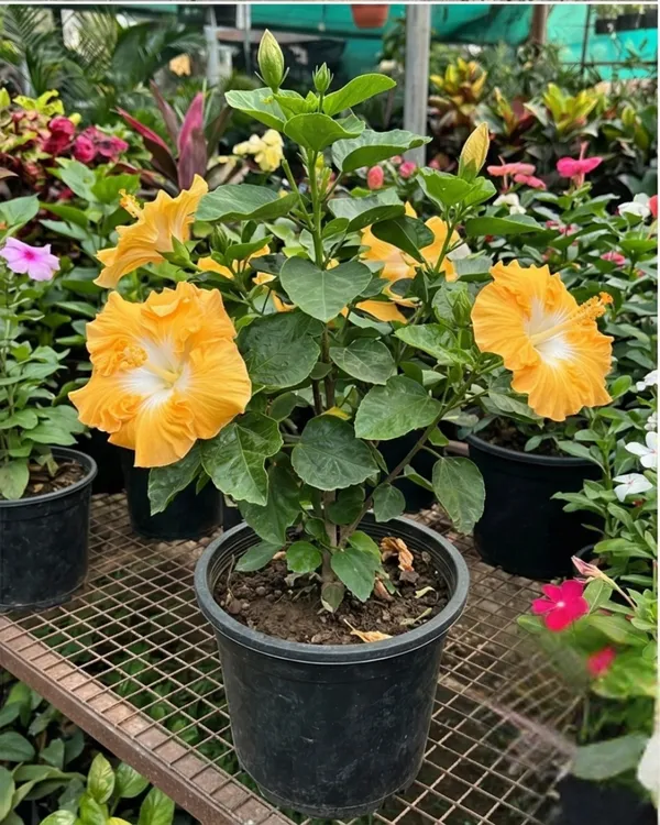 Harvest_Moon_Hibiscus_|_Grafted_Yellow_Hibiscus_Plant_|_Bright_Flowering_Plant_|_Healthy_Live_Plant_Guaranteed
