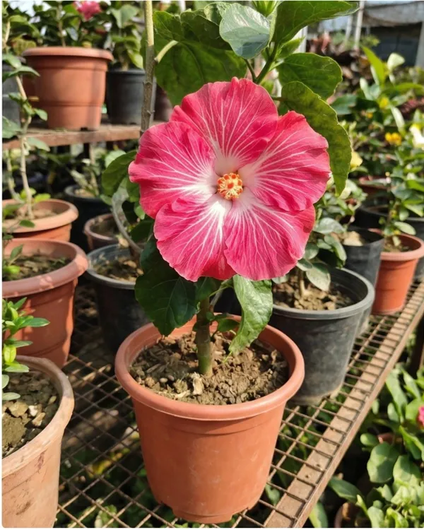 Baganwala Rare & Exotic Hibiscus - Buy Rare & Exotic Hibiscus from