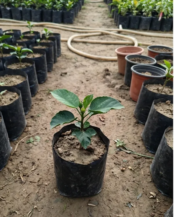 Love_Story_Hibiscus_|_Grafted_Exotic_Hibiscus_Plant_|_Decorative_Flowering_Plant_|_Healthy_Live_Plant_Guaranteed