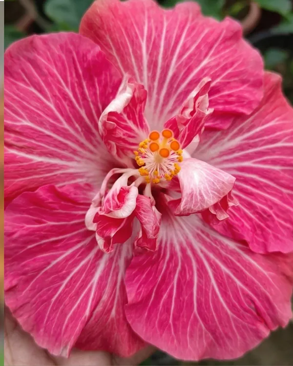 Love_Story_Hibiscus_|_Grafted_Exotic_Hibiscus_Plant_|_Decorative_Flowering_Plant_|_Healthy_Live_Plant_Guaranteed