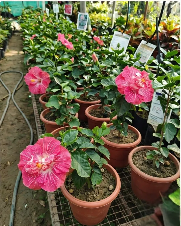 Love_Story_Hibiscus_|_Grafted_Exotic_Hibiscus_Plant_|_Decorative_Flowering_Plant_|_Healthy_Live_Plant_Guaranteed