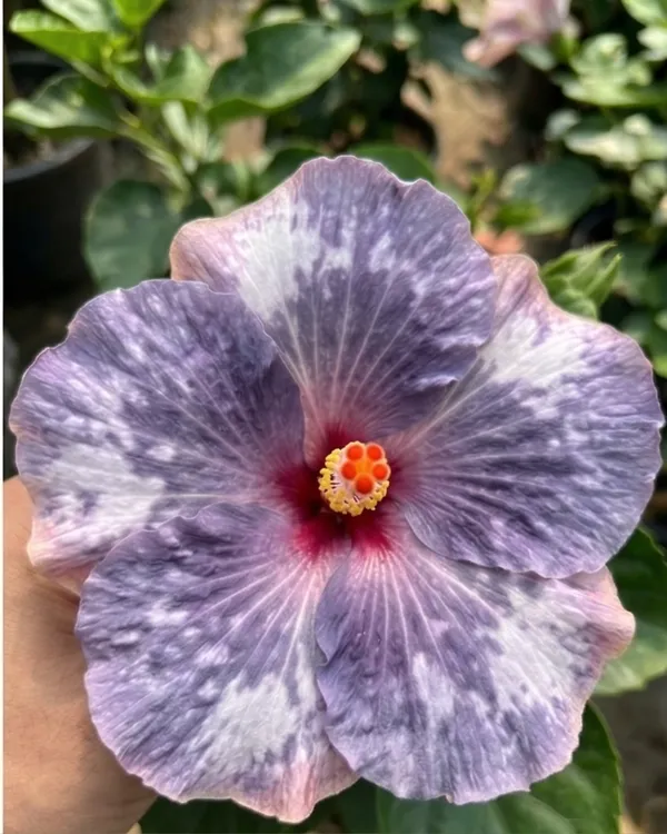 Hibiscus_Luv_Indigo_Star_|_Grafted_Exotic_Hibiscus_|_Rare_Blue_Tone_Flowering_Plant_|_Healthy_Live_Plant_Guaranteed