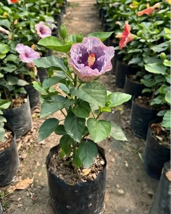 Hibiscus_Luv_Indigo_Star_|_Grafted_Exotic_Hibiscus_|_Rare_Blue_Tone_Flowering_Plant_|_Healthy_Live_Plant_Guaranteed
