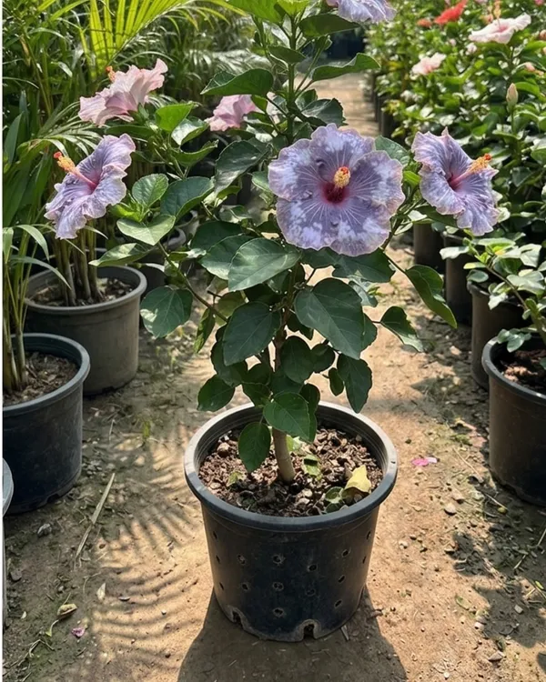 Hibiscus_Luv_Indigo_Star_|_Grafted_Exotic_Hibiscus_|_Rare_Blue_Tone_Flowering_Plant_|_Healthy_Live_Plant_Guaranteed