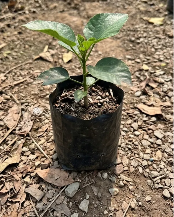 Hibiscus_Luv_Indigo_Star_|_Grafted_Exotic_Hibiscus_|_Rare_Blue_Tone_Flowering_Plant_|_Healthy_Live_Plant_Guaranteed
