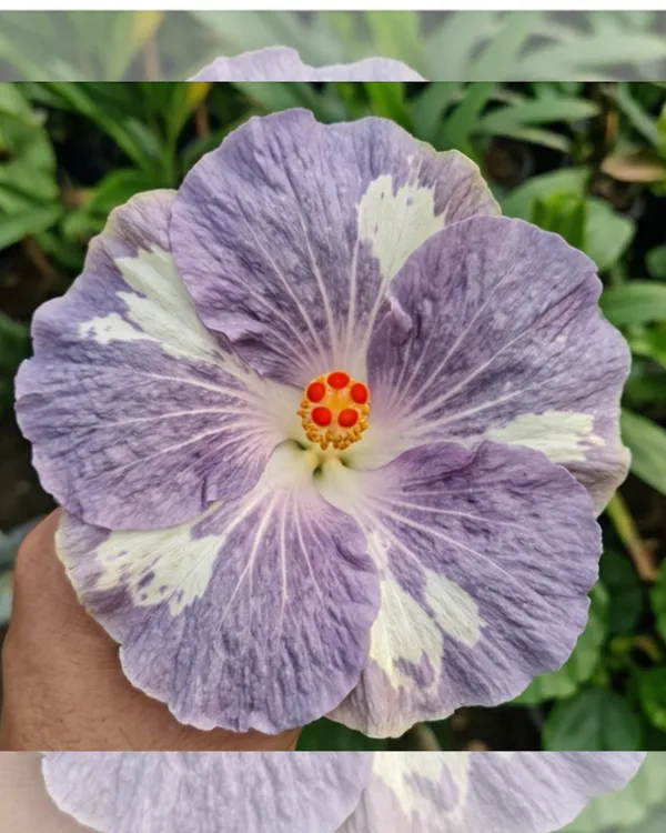 Hibiscus_Miaoli_Day_Tripper_|_Grafted_Exotic_Hibiscus_Plant_|_Flowering_Plant_|_Healthy_Live_Plant_Guaranteed