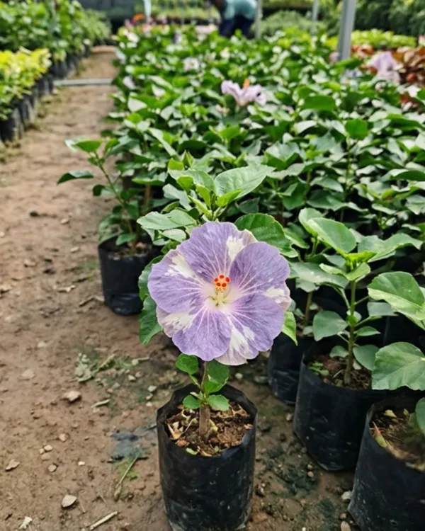Hibiscus_Miaoli_Day_Tripper_|_Grafted_Exotic_Hibiscus_Plant_|_Flowering_Plant_|_Healthy_Live_Plant_Guaranteed