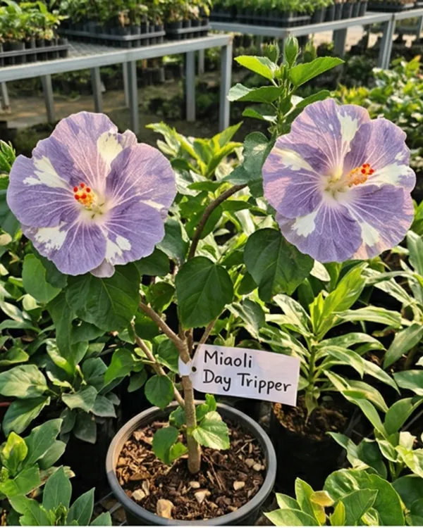 Hibiscus_Miaoli_Day_Tripper_|_Grafted_Exotic_Hibiscus_Plant_|_Flowering_Plant_|_Healthy_Live_Plant_Guaranteed