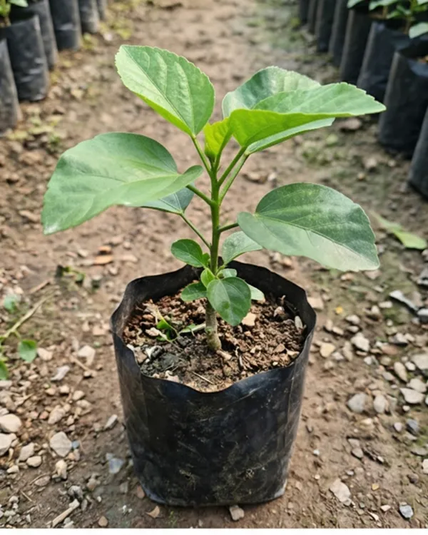 Hibiscus_Miaoli_Day_Tripper_|_Grafted_Exotic_Hibiscus_Plant_|_Flowering_Plant_|_Healthy_Live_Plant_Guaranteed