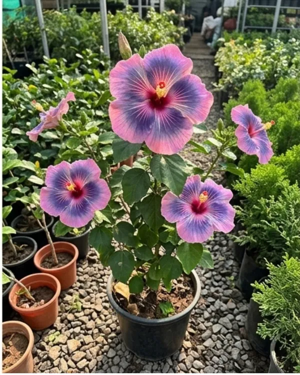 Hibiscus_Midnight_Tryst_|_Grafted_Exotic_Dark_Hibiscus_|_Flowering_Plant_|_Healthy_Live_Plant_Guaranteed