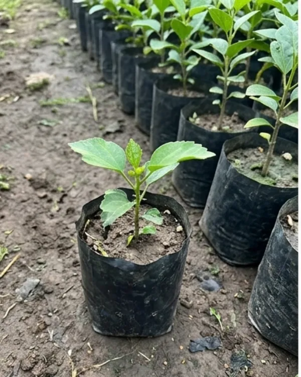 Hibiscus_Midnight_Tryst_|_Grafted_Exotic_Dark_Hibiscus_|_Flowering_Plant_|_Healthy_Live_Plant_Guaranteed