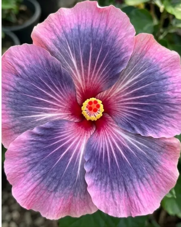 Hibiscus_Midnight_Tryst_|_Grafted_Exotic_Dark_Hibiscus_|_Flowering_Plant_|_Healthy_Live_Plant_Guaranteed