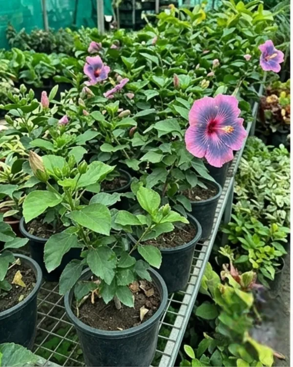 Hibiscus_Midnight_Tryst_|_Grafted_Exotic_Dark_Hibiscus_|_Flowering_Plant_|_Healthy_Live_Plant_Guaranteed