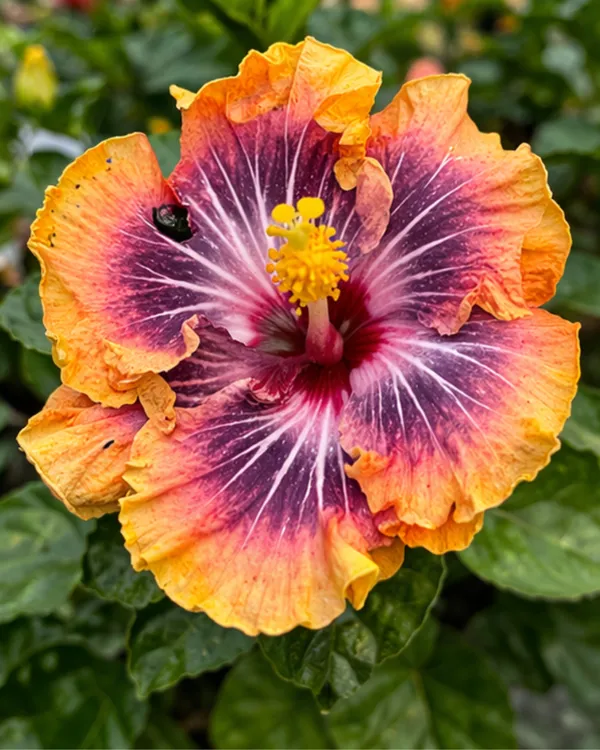 Hibiscus_Moorea_Silver_Sun_|_Grafted_Exotic_Hibiscus_|_Bright_Flowering_Plant_|_Healthy_Live_Plant_Guaranteed