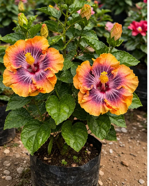 Hibiscus_Moorea_Silver_Sun_|_Grafted_Exotic_Hibiscus_|_Bright_Flowering_Plant_|_Healthy_Live_Plant_Guaranteed
