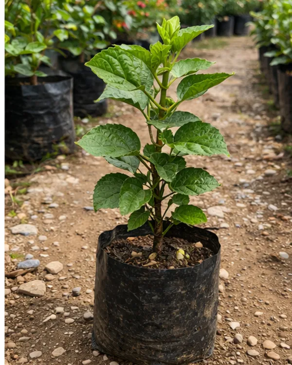 Hibiscus_Moorea_Silver_Sun_|_Grafted_Exotic_Hibiscus_|_Bright_Flowering_Plant_|_Healthy_Live_Plant_Guaranteed