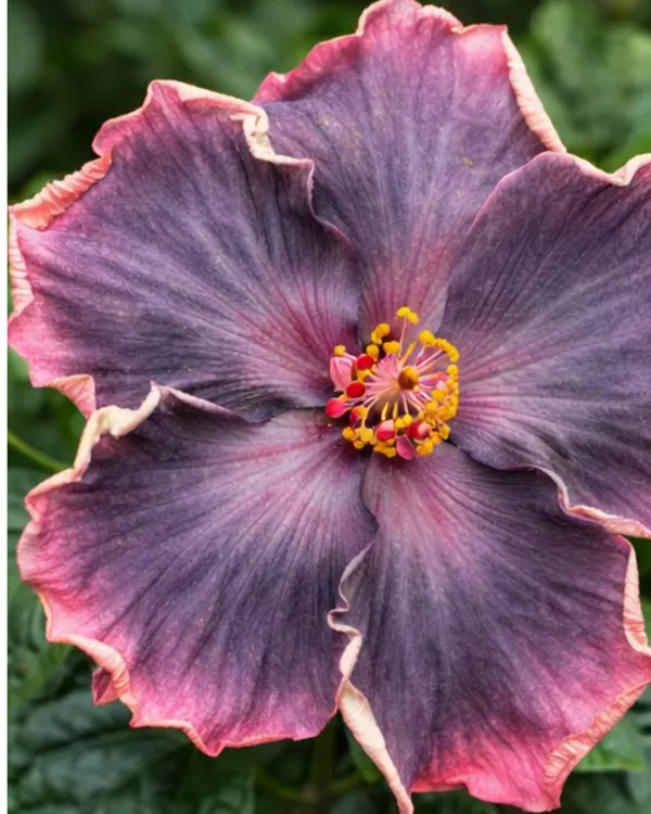 Moorea_Lovely_Treasure_Hibiscus_|_Grafted_Exotic_Hibiscus_|_Decorative_Flowering_Plant_|_Healthy_Live_Plant_Guaranteed