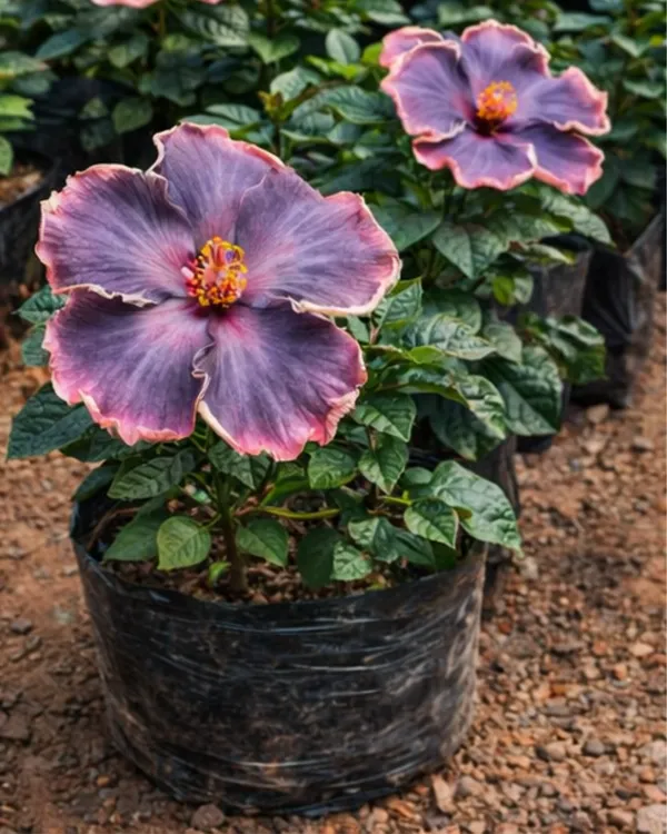 Moorea_Lovely_Treasure_Hibiscus_|_Grafted_Exotic_Hibiscus_|_Decorative_Flowering_Plant_|_Healthy_Live_Plant_Guaranteed