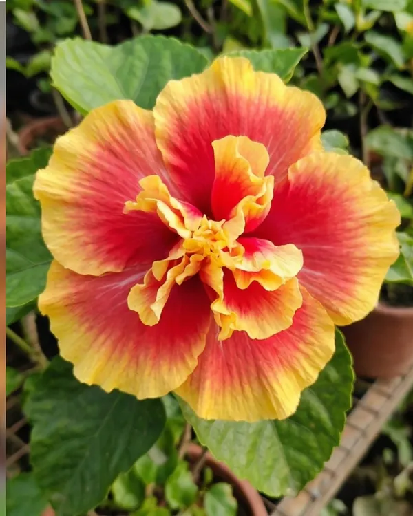Mystic_Splendor_Hibiscus_|_Grafted_Exotic_Hibiscus_Plant_|_Flowering_Plant_|_Healthy_Live_Plant_Guaranteed