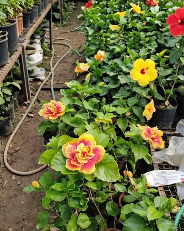 Mystic_Splendor_Hibiscus_|_Grafted_Exotic_Hibiscus_Plant_|_Flowering_Plant_|_Healthy_Live_Plant_Guaranteed