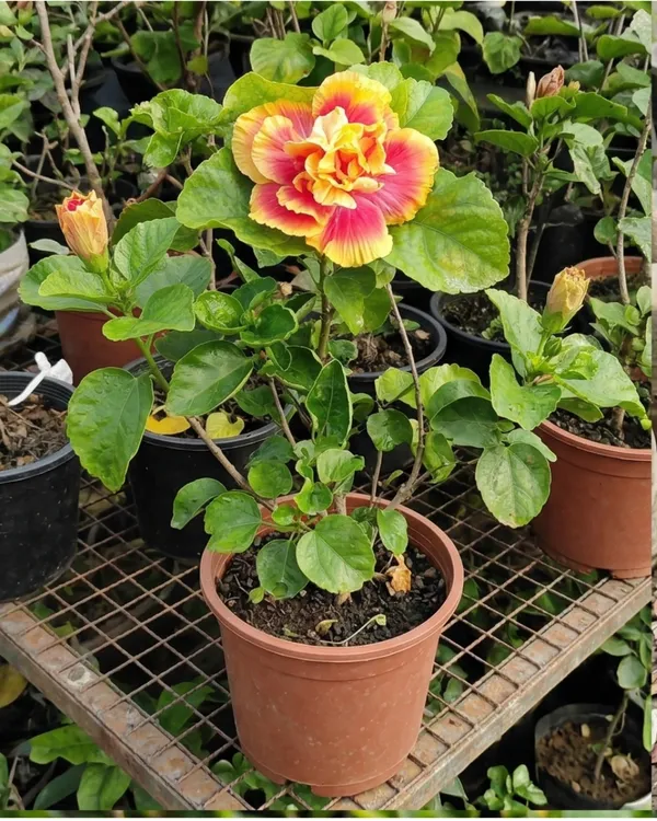 Mystic_Splendor_Hibiscus_|_Grafted_Exotic_Hibiscus_Plant_|_Flowering_Plant_|_Healthy_Live_Plant_Guaranteed
