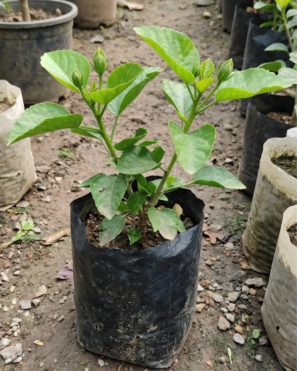 Mystic_Splendor_Hibiscus_|_Grafted_Exotic_Hibiscus_Plant_|_Flowering_Plant_|_Healthy_Live_Plant_Guaranteed