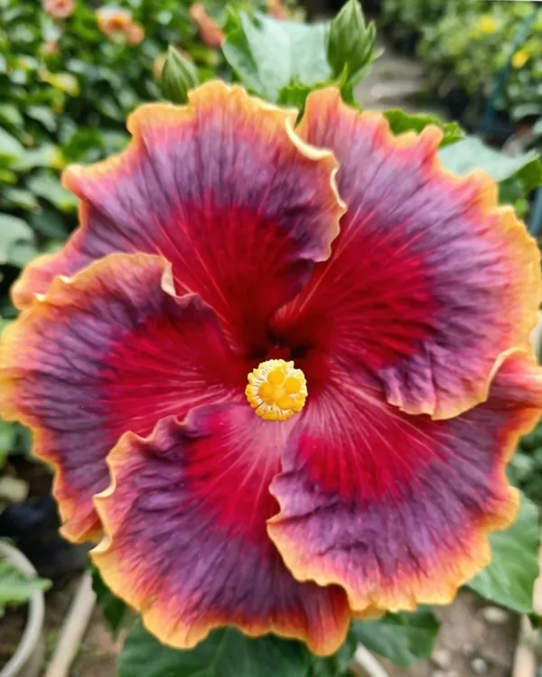 Hibiscus_Night_Runner_|_Grafted_Exotic_Dark_Hibiscus_|_Flowering_Plant_|_Healthy_Live_Plant_Guaranteed