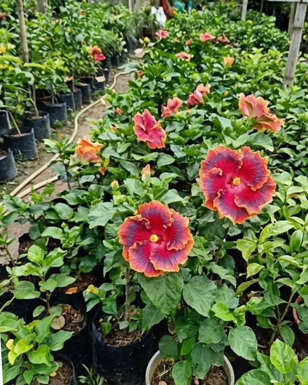 Hibiscus_Night_Runner_|_Grafted_Exotic_Dark_Hibiscus_|_Flowering_Plant_|_Healthy_Live_Plant_Guaranteed