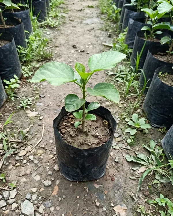 Hibiscus_Night_Runner_|_Grafted_Exotic_Dark_Hibiscus_|_Flowering_Plant_|_Healthy_Live_Plant_Guaranteed
