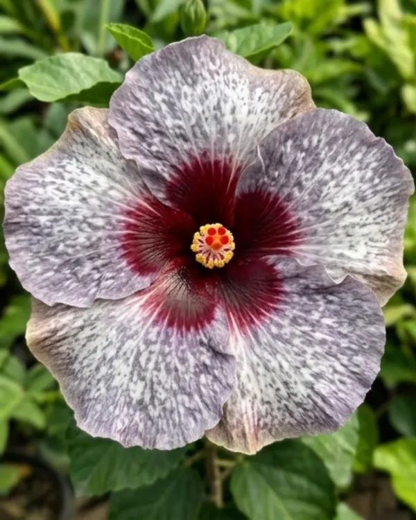 Hibiscus_One_Foxy_Lady_|_Grafted_Exotic_Hibiscus_|_Decorative_Flowering_Plant_|_Healthy_Live_Plant_Guaranteed