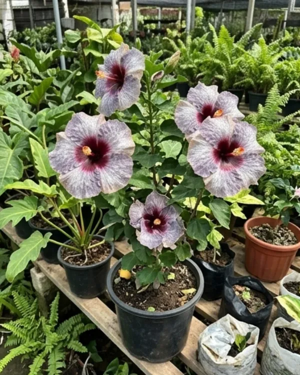 Hibiscus_One_Foxy_Lady_|_Grafted_Exotic_Hibiscus_|_Decorative_Flowering_Plant_|_Healthy_Live_Plant_Guaranteed