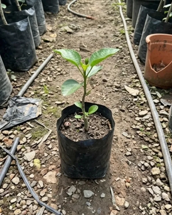 Hibiscus_One_Foxy_Lady_|_Grafted_Exotic_Hibiscus_|_Decorative_Flowering_Plant_|_Healthy_Live_Plant_Guaranteed
