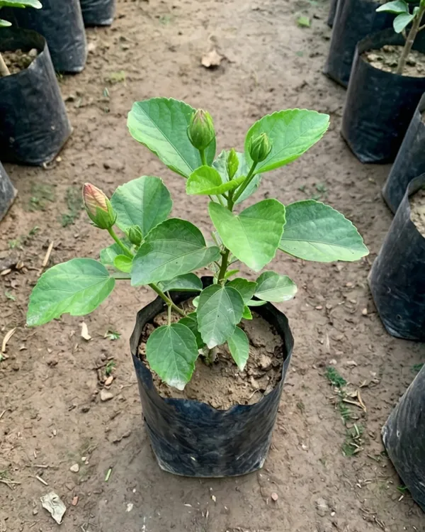 Hibiscus_Petar's_Angel_Star_|_Grafted_Exotic_Hibiscus_|_Rare_Flowering_Plant_|_Healthy_Live_Plant_Guaranteed