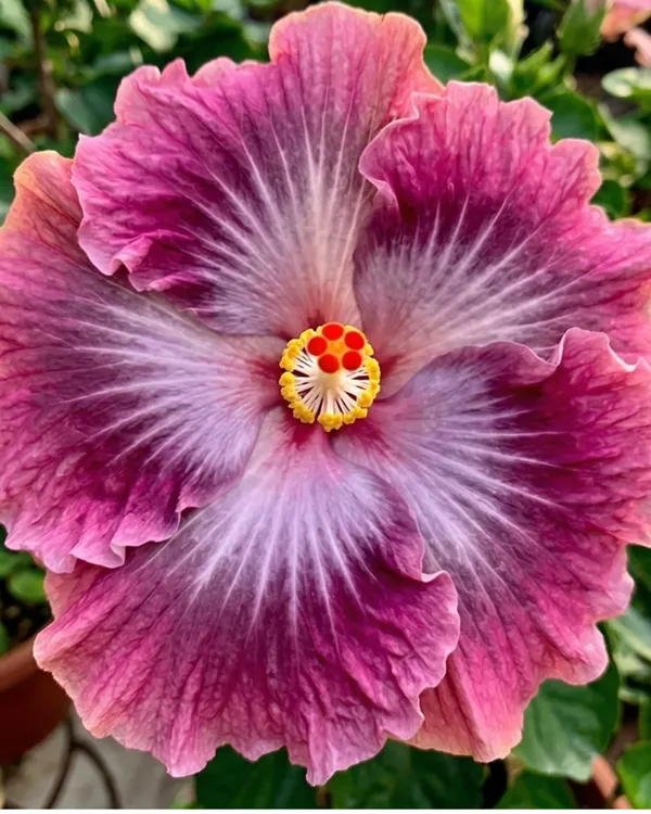 Hibiscus_Petar's_Angel_Star_|_Grafted_Exotic_Hibiscus_|_Rare_Flowering_Plant_|_Healthy_Live_Plant_Guaranteed