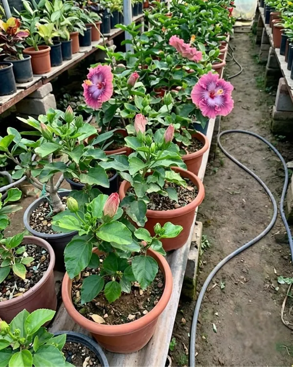 Hibiscus_Petar's_Angel_Star_|_Grafted_Exotic_Hibiscus_|_Rare_Flowering_Plant_|_Healthy_Live_Plant_Guaranteed