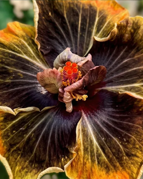 Peter's_Black_Magic_Hibiscus_|_Grafted_Exotic_Dark_Hibiscus_|_Flowering_Plant_|_Healthy_Live_Plant_Guaranteed