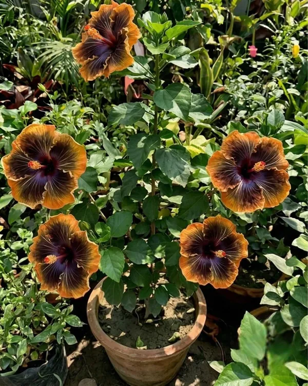Peter's_Black_Magic_Hibiscus_|_Grafted_Exotic_Dark_Hibiscus_|_Flowering_Plant_|_Healthy_Live_Plant_Guaranteed