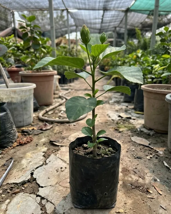 Peter's_Black_Magic_Hibiscus_|_Grafted_Exotic_Dark_Hibiscus_|_Flowering_Plant_|_Healthy_Live_Plant_Guaranteed